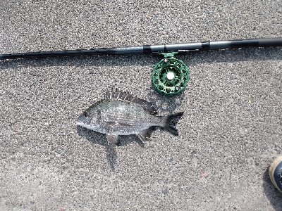 なんちゃってスライダー釣法で釣れました！