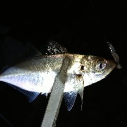 雨あとのシーバス！アジ！