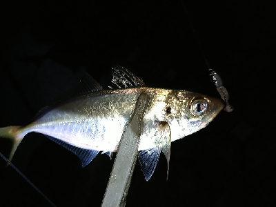 雨あとのシーバス！アジ！
