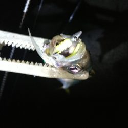 淡路島アジング絶好調！