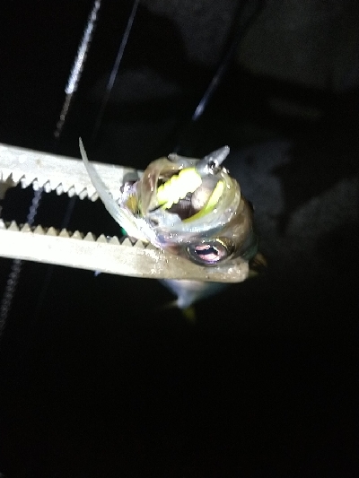 淡路島アジング絶好調！