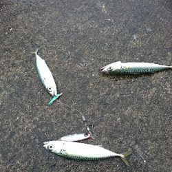 祝♥️奈保子さんお誕生日釣行！