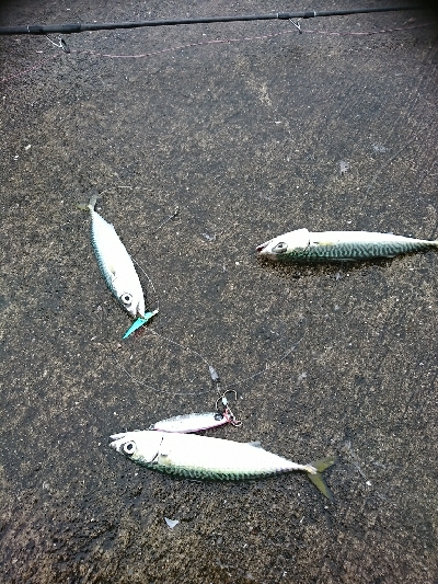 祝♥️奈保子さんお誕生日釣行！