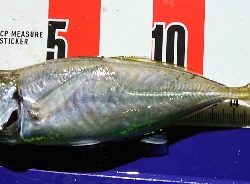 リベンジマッチ