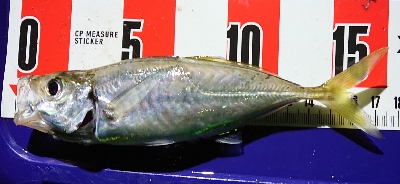 リベンジマッチ