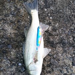 朝マズメトップシーバス