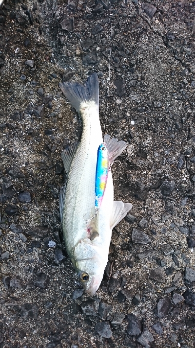 朝マズメトップシーバス