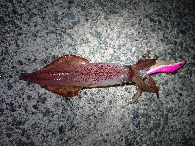 仕事終わりケンサキイカ狙い