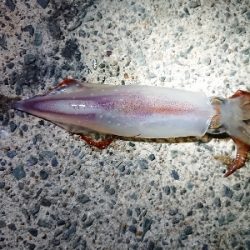 雨上がりに……