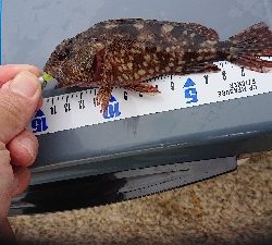 泉南ガシリング