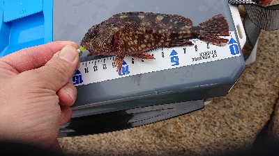 泉南ガシリング