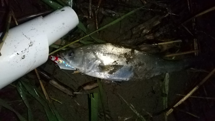 紀ノ川シーバス４本