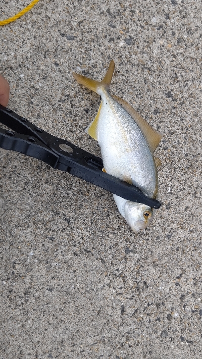 今日もライトゲーム