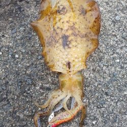 激濁りの後、、、