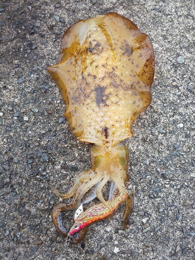 激濁りの後、、、