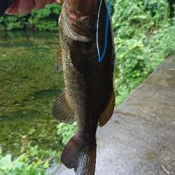 伝統のカバージグ