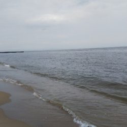 マゴチ60cmUPならず。