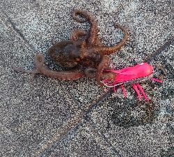 やっぱりタコ釣り