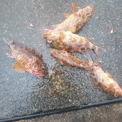 ケンサキ一杯、エソいっぱい