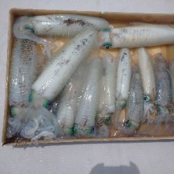 梅雨の晴れ間にボートエギング