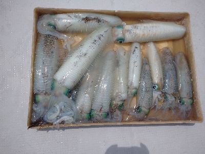 梅雨の晴れ間にボートエギング