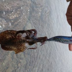 出張でちょっとだけエギング