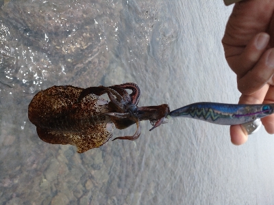 出張でちょっとだけエギング