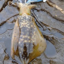 対馬エギング釣果