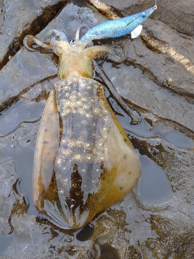 対馬エギング釣果