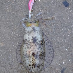 対馬なんですけどね