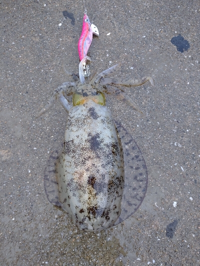 対馬なんですけどね