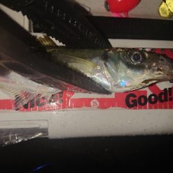 アジのサイズupを目指して