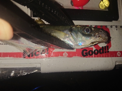 アジのサイズupを目指して