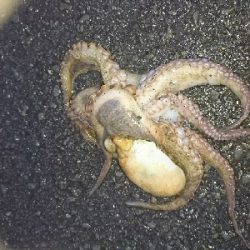 誕生日釣行！痛恨のバラシ…７種捕ったゾ(笑)