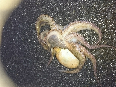 誕生日釣行！痛恨のバラシ…７種捕ったゾ(笑)