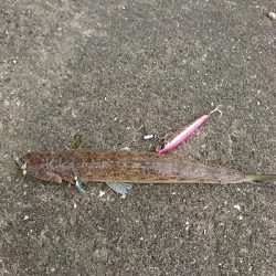 キスダービー参加狙い…必殺6種盛!