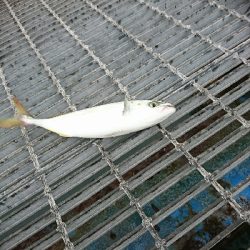 3連休最終日、迷いの釣りに成果なし…