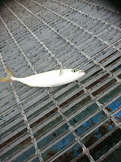 3連休最終日、迷いの釣りに成果なし…