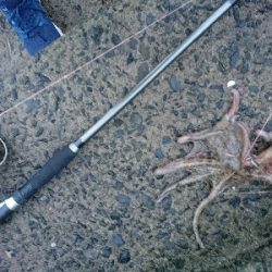 仕事終わりにタコング!!