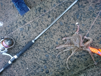 仕事終わりにタコング！！