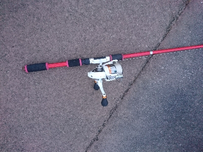 土用丑の日を前に鰻を釣った！！