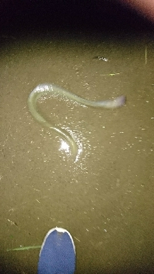 ペットボトル仕掛けで鰻釣り