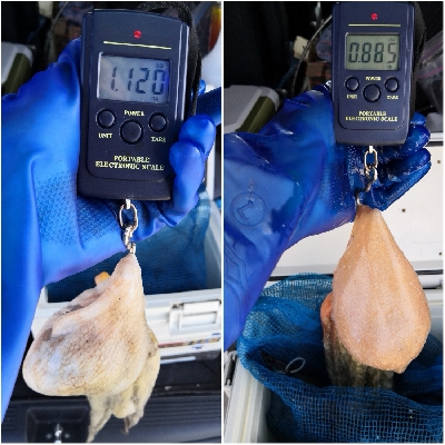 オクトパッシング終盤戦