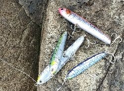 ジグvsトップ検証！朝一青物ゲット！！