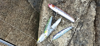 ジグvsトップ検証！朝一青物ゲット！！