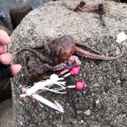 大荒れ後のオクトパッシング