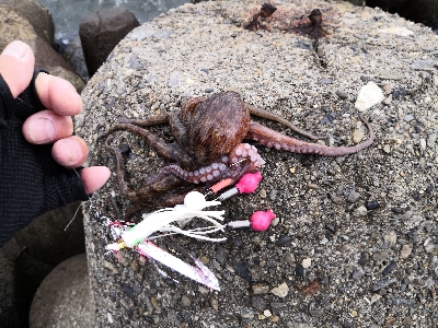 大荒れ後のオクトパッシング