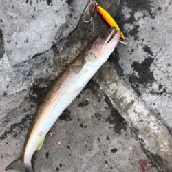 ヤエンリベンジ釣行