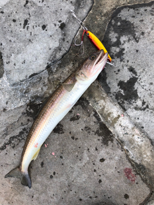 ヤエンリベンジ釣行