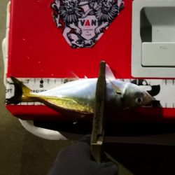 アジング練習 161